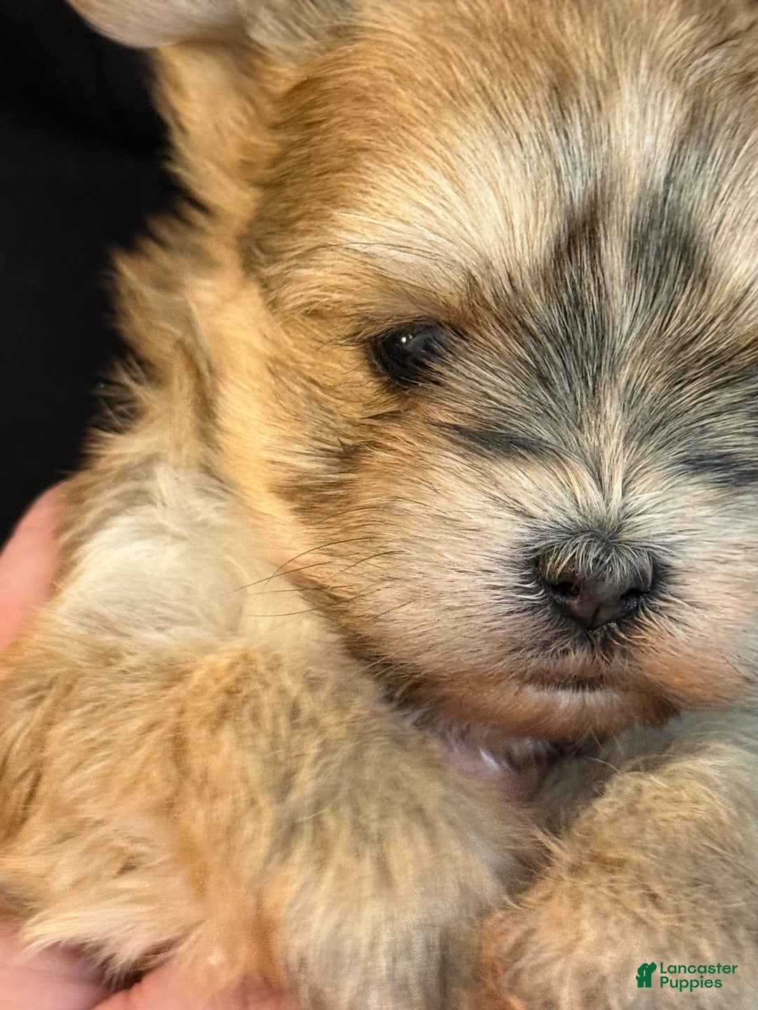Morkie dogs for sale: TEACUP JOY  - Ad 6