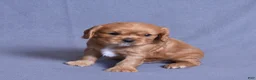 Cavalier King Charles Spaniel dogs for sale: Noah - Ad 8