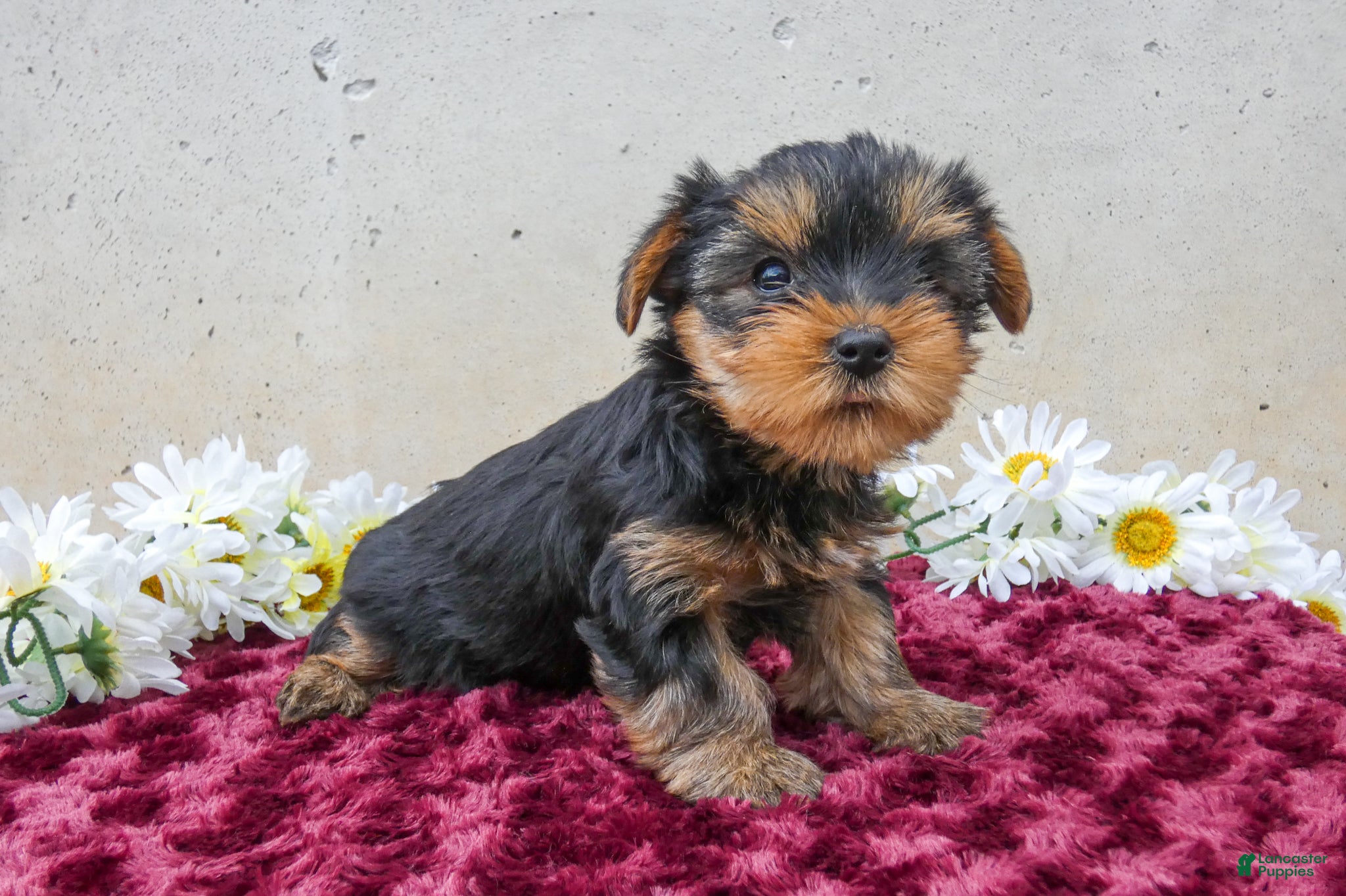 Yorkshire Terrier dogs Tracey - Ad 1