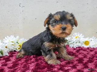 Yorkshire Terrier dogs for sale: Tracey - Ad 1