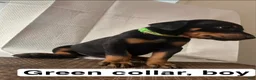 Doberman Pinscher dogs for sale: Doberman Pinscher Puppy 1 - Ad 4