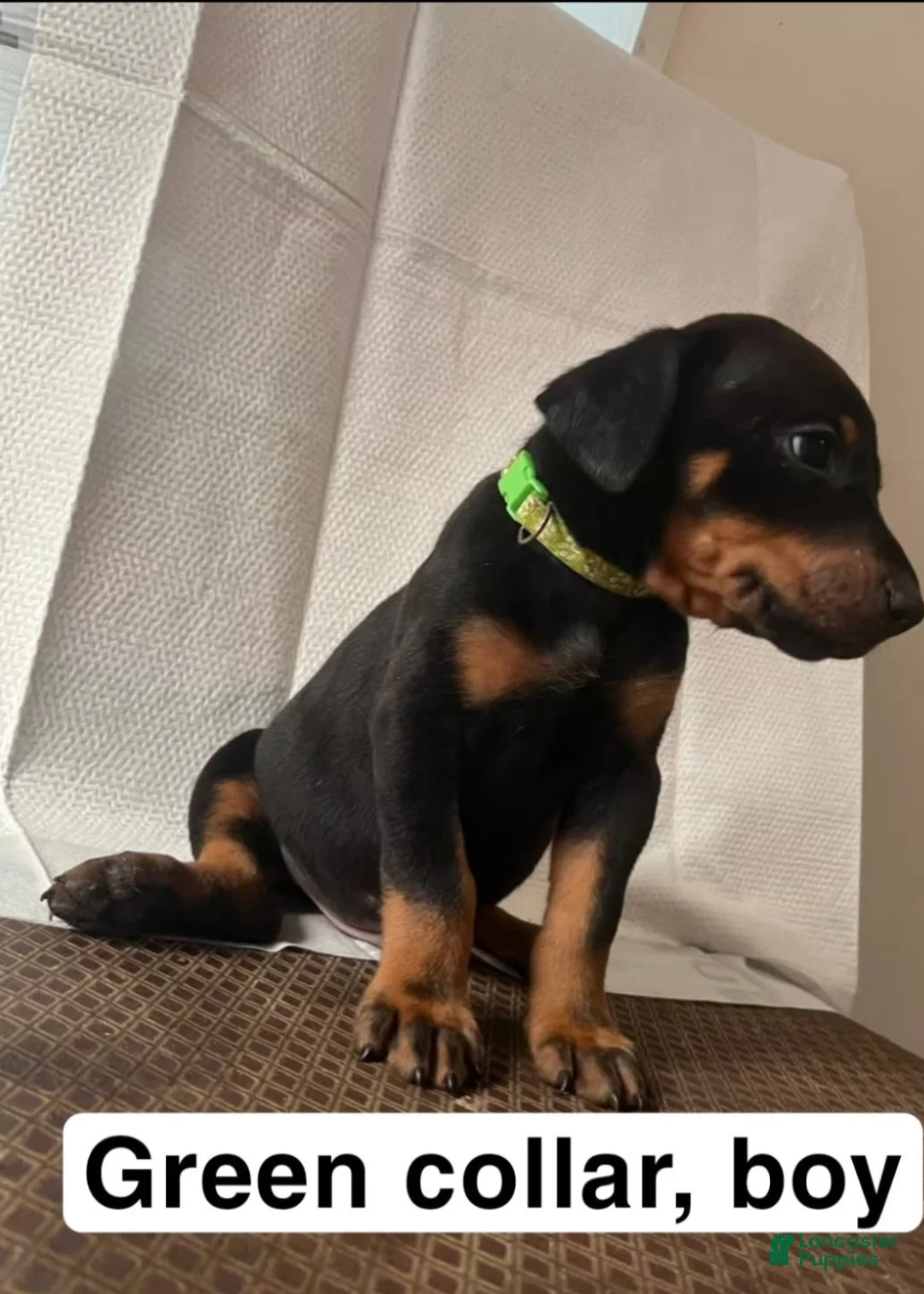 Doberman Pinscher dogs for sale: Doberman Pinscher Puppy 1 - Ad 4