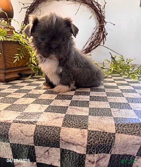 Shih Tzu dogs Jake - Ad 1