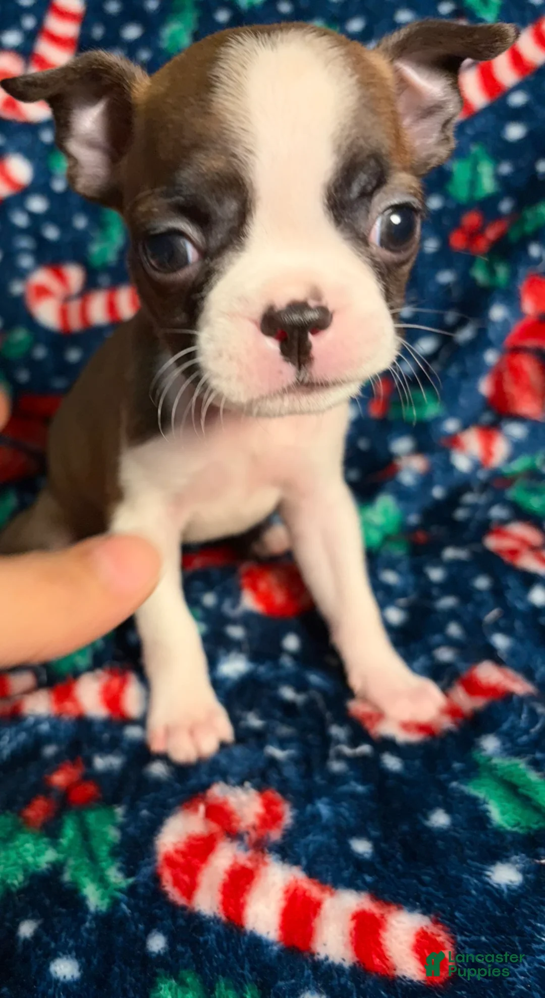 Boston Terrier dogs for sale: Bella - Ad 1
