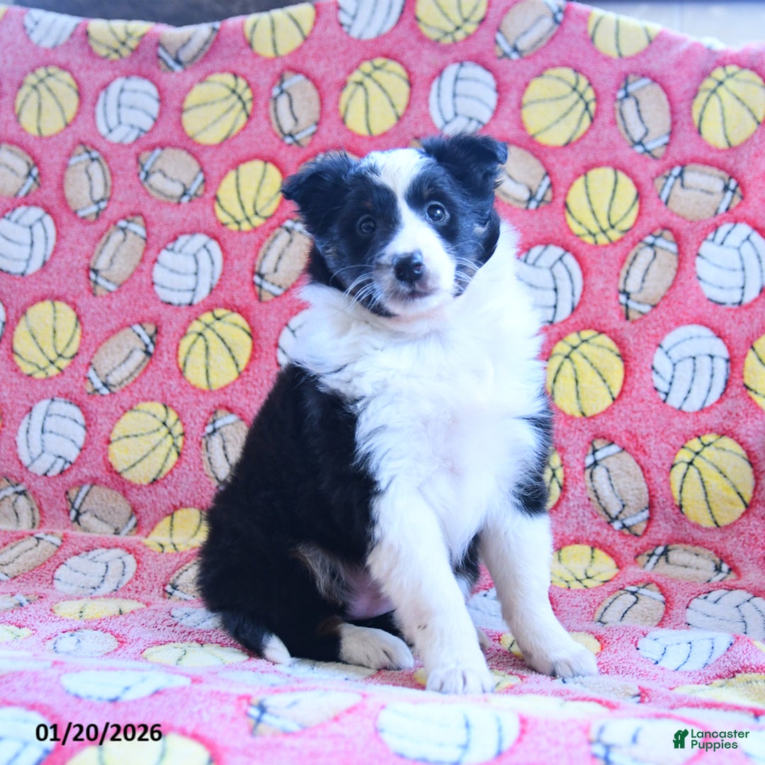 Shetland Sheepdog dogs for sale: Dawn - Ad 3