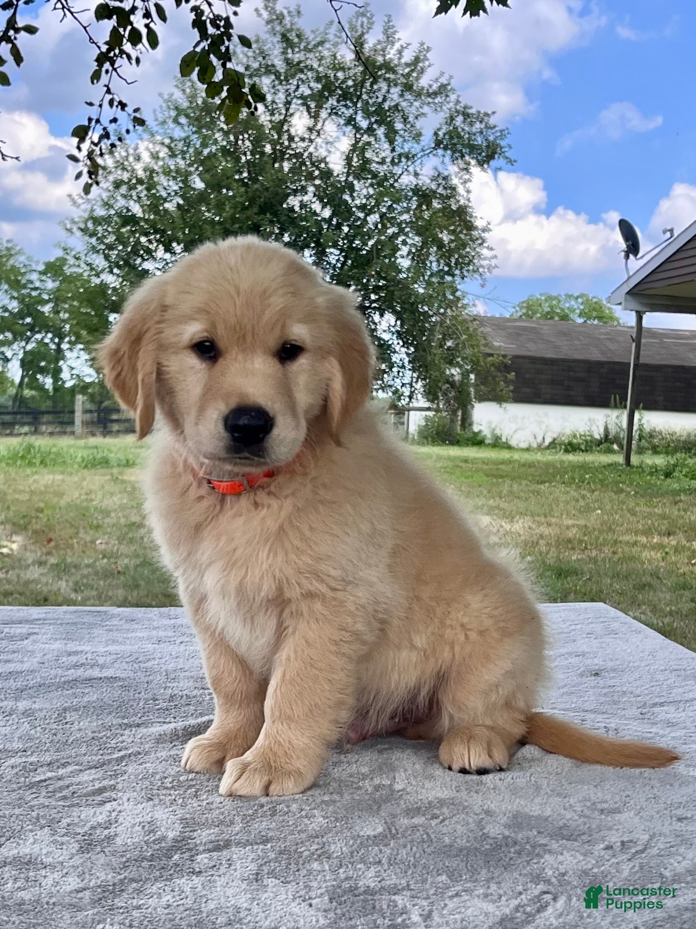 Golden Retriever dogs Camden - Ad 1