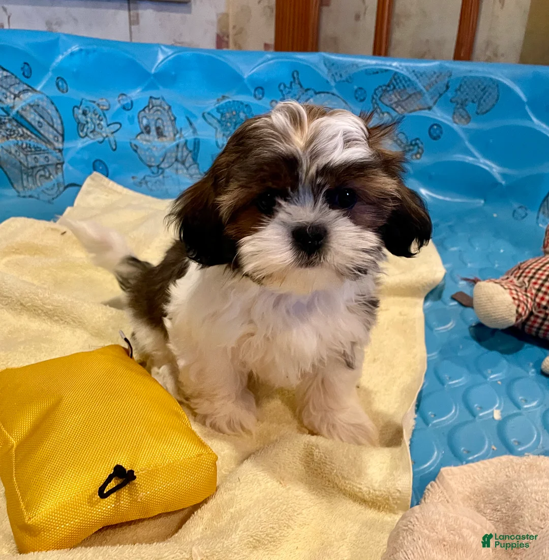 Shih Tzu dogs for sale: Merv - Ad 3