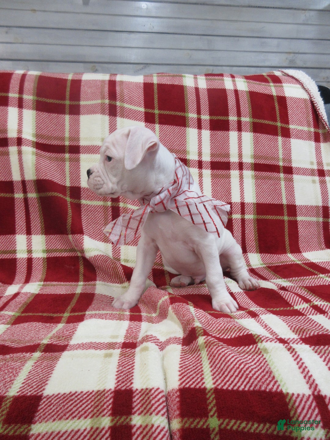 Boxer dogs for sale: Diamond - Ad 6