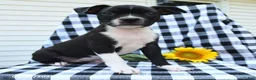 Boston Terrier dogs for sale: Zaily - Ad 4