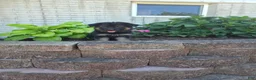 German Shepherd dogs for sale: Jessie - Ad 9