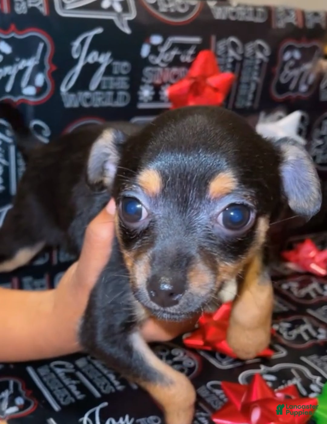 Mixed Breed dogs for sale: Mixed Breed Puppy 3 - Ad 1