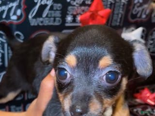 Mixed Breed dogs Mixed Breed Puppy 3 - Ad 28