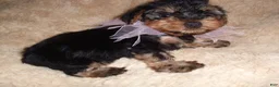 Yorkshire Terrier dogs for sale: Yorkshire Terrier 4 - Ad 2
