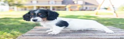 Miniature Dachshund dogs for sale: Button - Ad 3