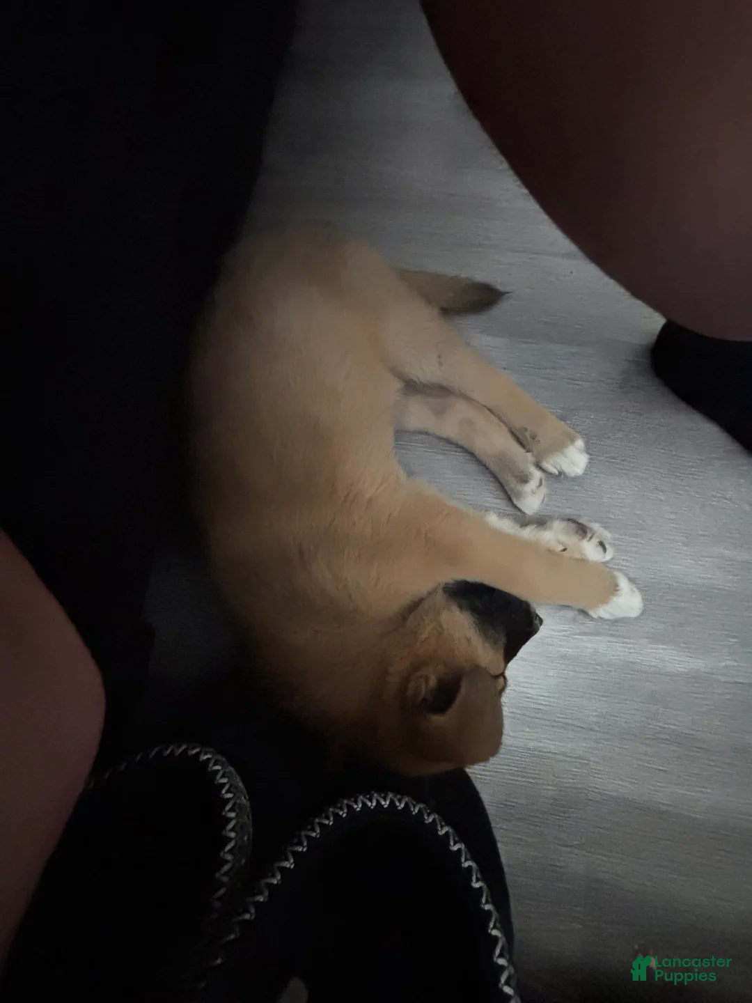 Mixed Breed dogs for sale: Mocha - Ad 2