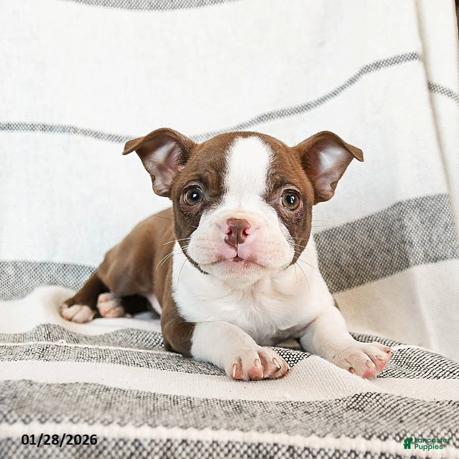 Boston Terrier dogs Luna  - Ad 2