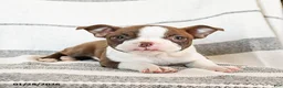 Boston Terrier dogs for sale: Luna  - Ad 2