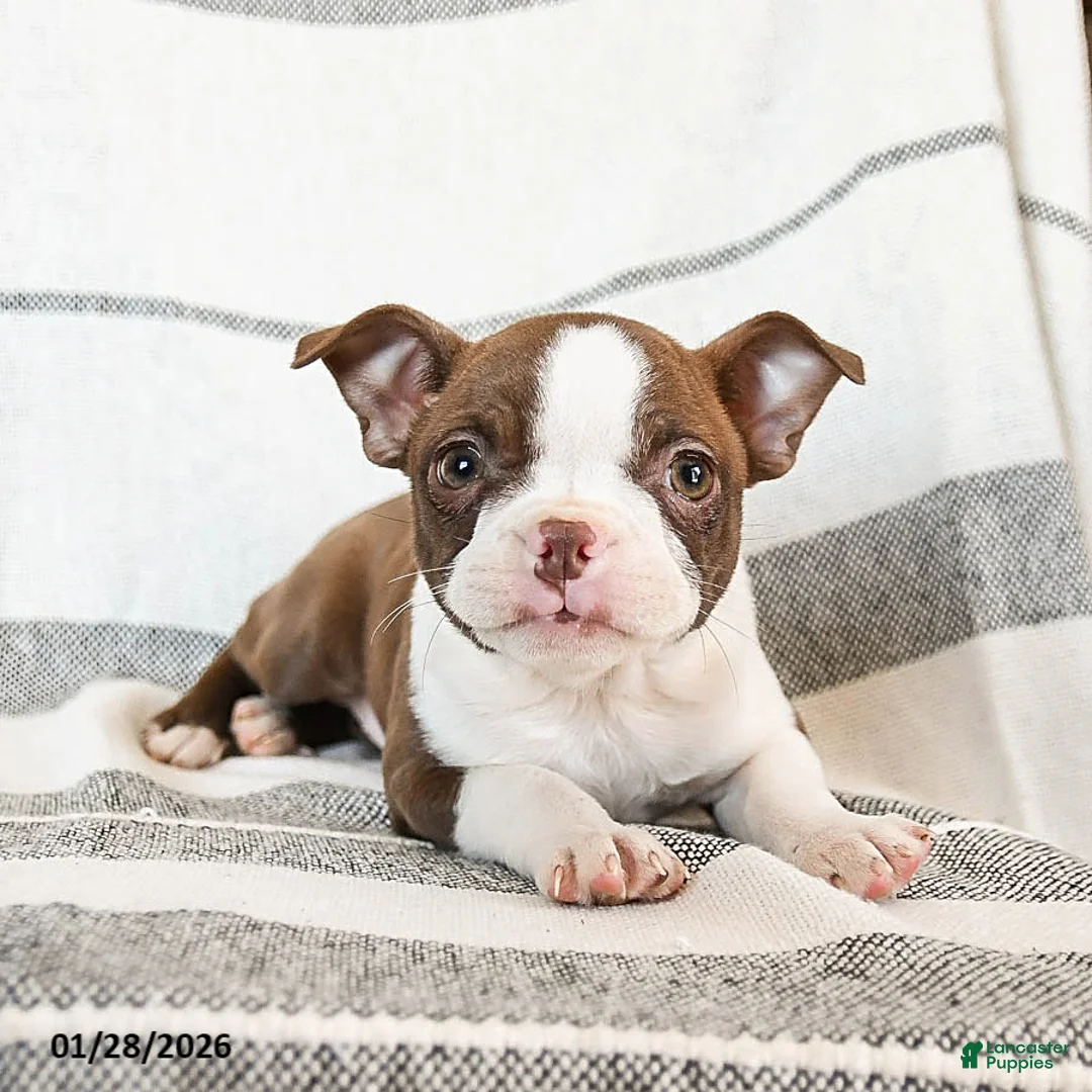 Boston Terrier dogs for sale: Luna  - Ad 2