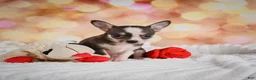Chihuahua dogs for sale: Bailey - Ad 8
