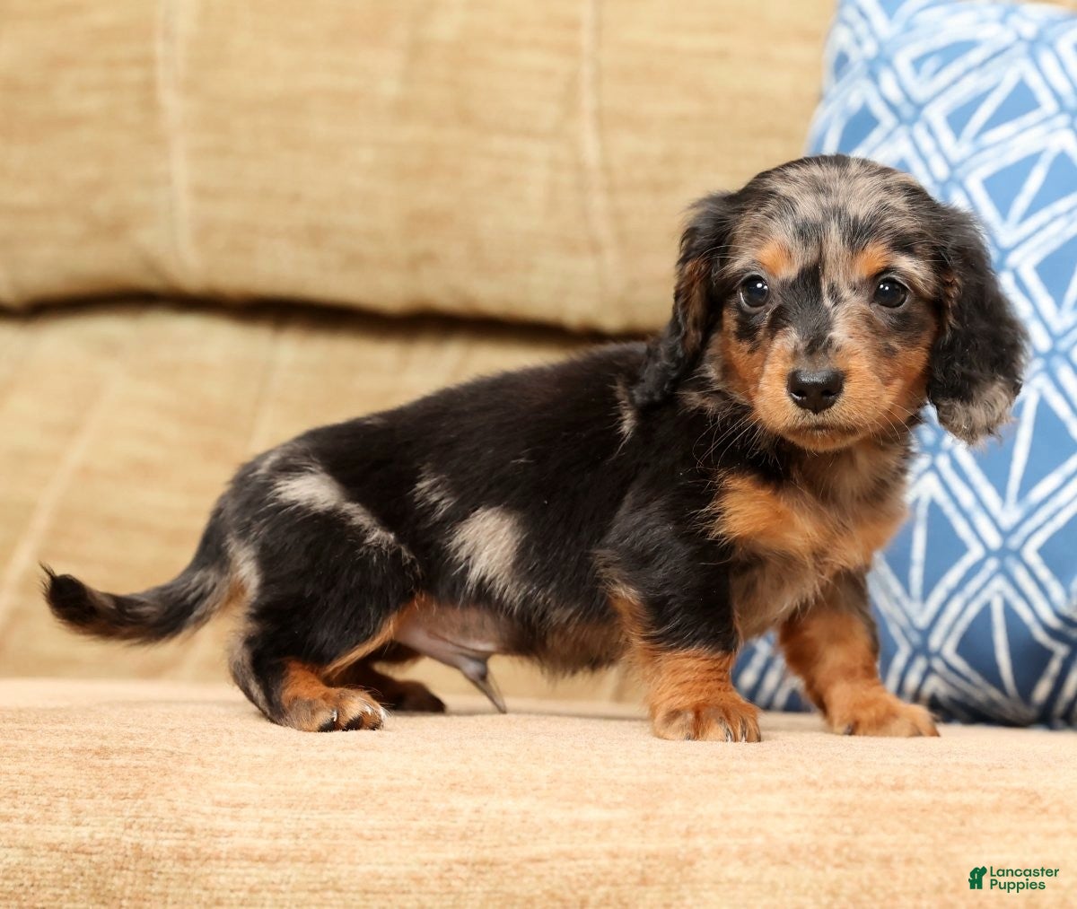 Miniature Dachshund dogs Todd - Ad 11
