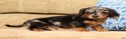Miniature Dachshund dogs for sale: Todd - Ad 1