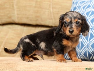 Miniature Dachshund dogs for sale: Todd - Ad 4