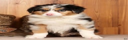 Australian Shepherd dogs for sale: Hunter - Ad 2