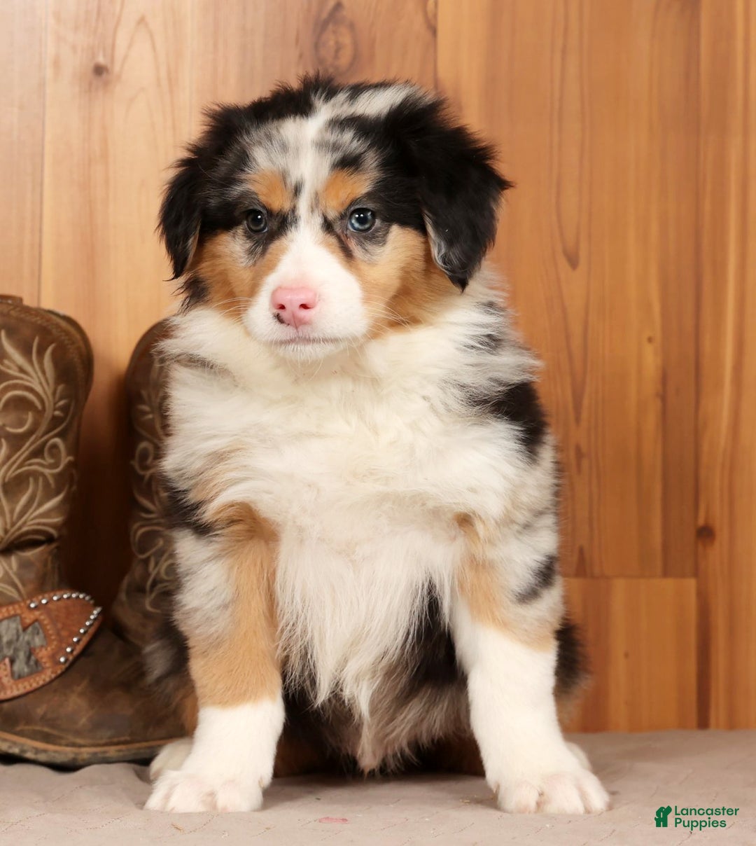 Australian Shepherd dogs for sale: Hunter - Ad 2