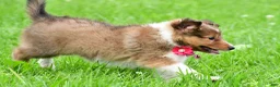 Shetland Sheepdog dogs for sale: Kevin - Ad 24