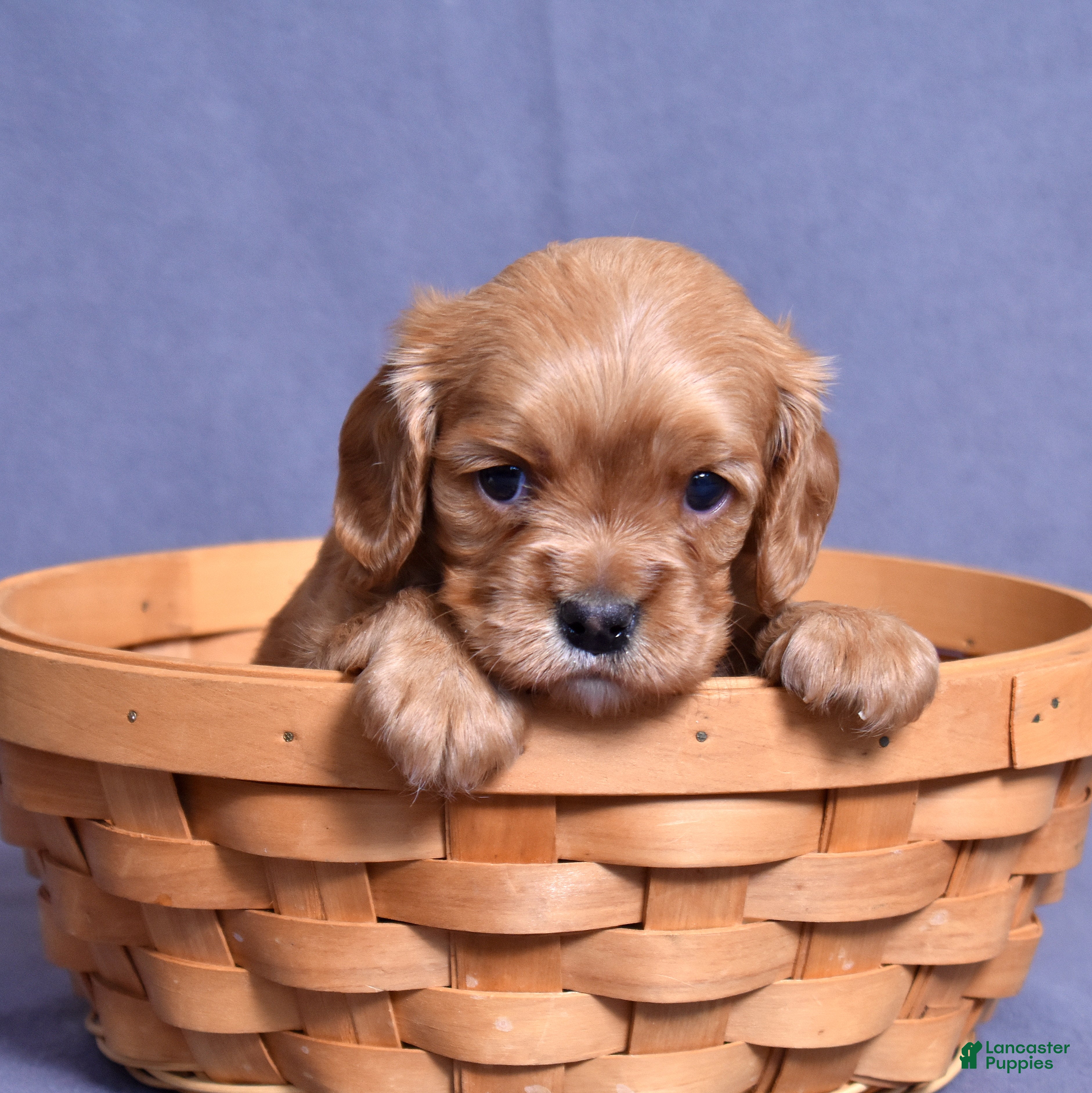 Cavalier King Charles Spaniel dogs Zephyr - Ad 1