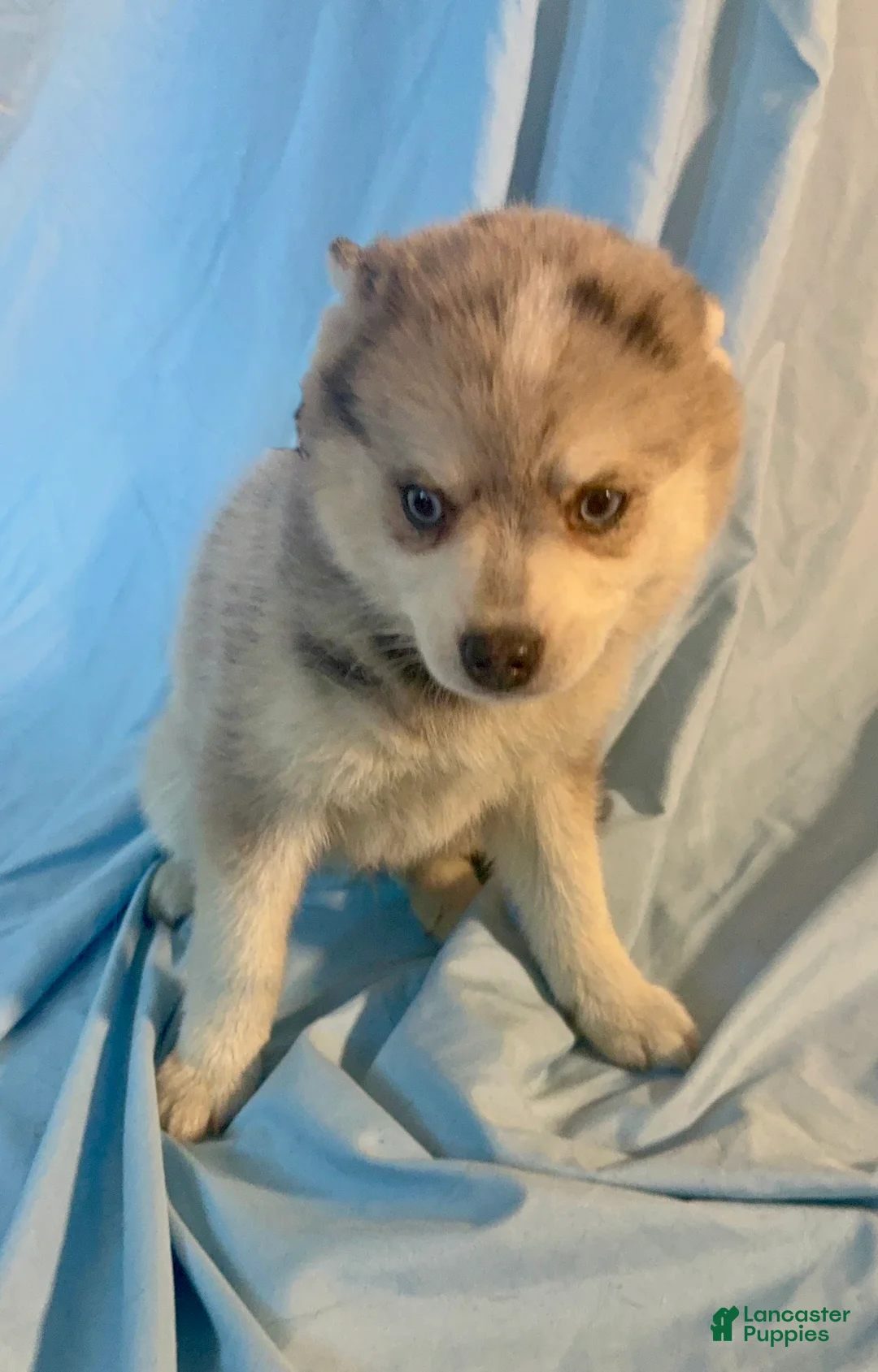 Mixed Breed dogs for sale: Brady - Merle Boy  - Ad 4