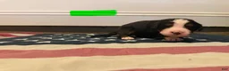 Bernese Mountain Dog dogs for sale: Green - Ad 13