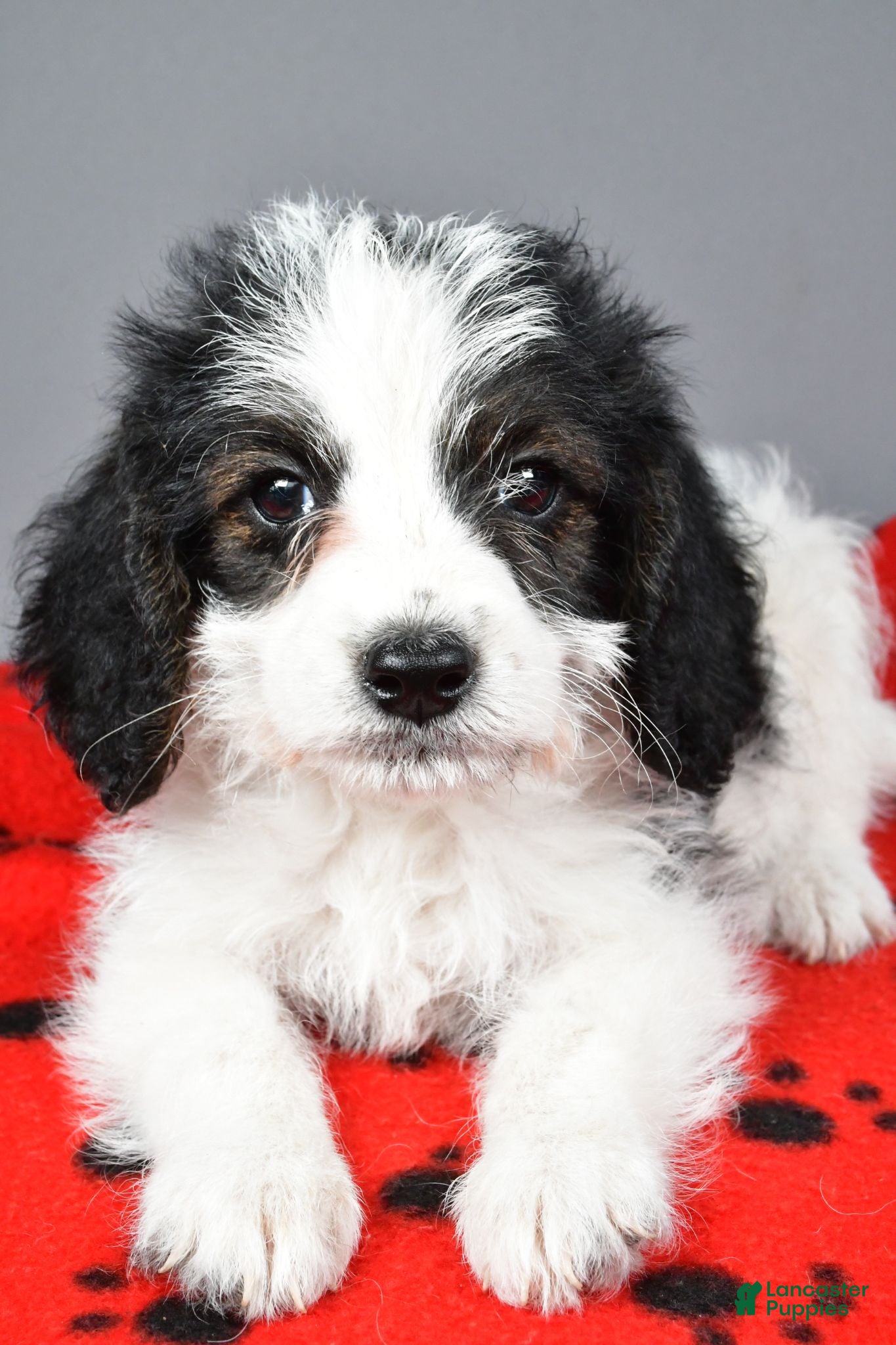 Mixed Breed dogs Lance - Ad 2