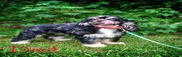 Cocker Spaniel dogs for stud: Standing at STUD - Ad 9