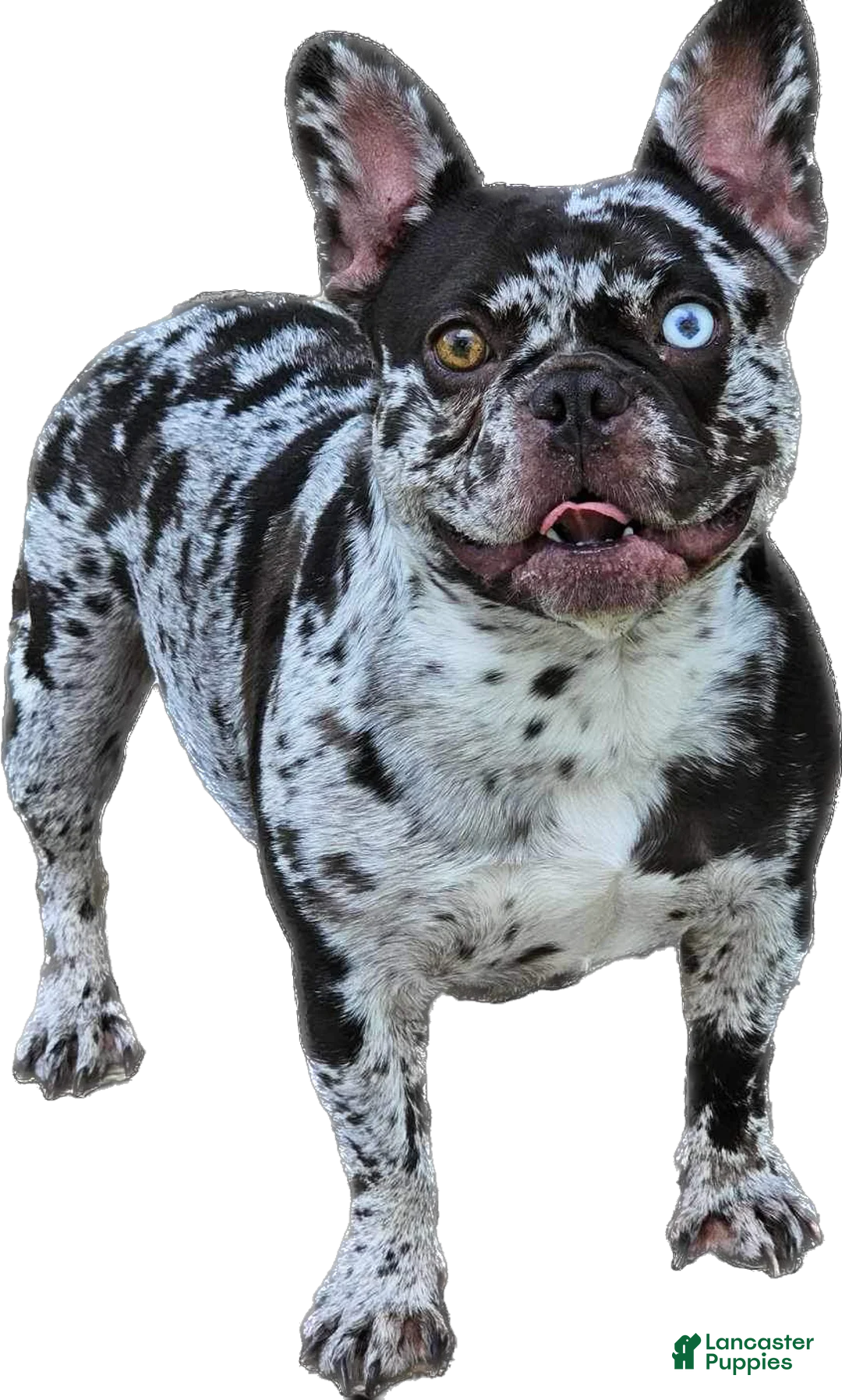 French Bulldog dogs for sale: Force  - Ad 25