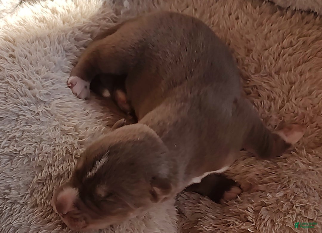 Siberian Husky dogs for sale: Siberian Husky Puppy 3 - Ad 3