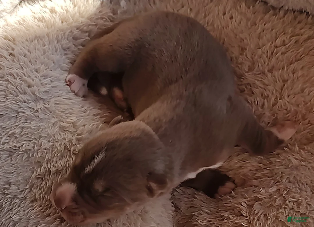 Siberian Husky dogs for sale: Siberian Husky Puppy 3 - Ad 18