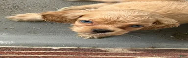Cocker Spaniel 2