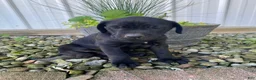 Cane Corso dogs for sale: Jordan - Ad 11