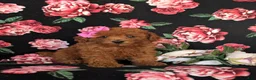 Toy Poodle dogs for sale: Cali 7 lbs Full Grown - Ad 3