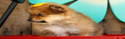 Pomeranian dogs for sale: Farris  - Ad 19