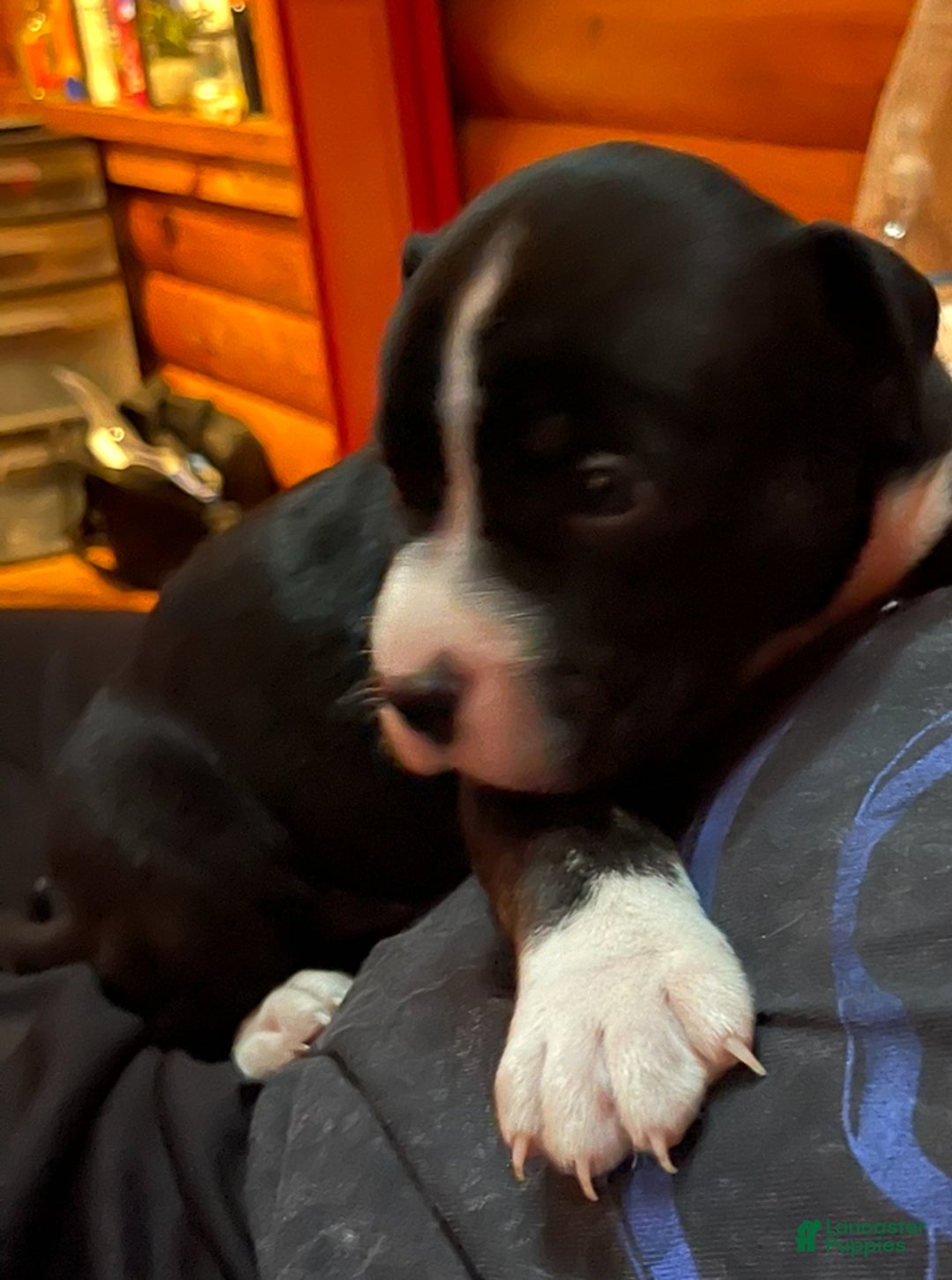 Mixed Breed dogs for sale: Mixed Breed Puppy 1 - Ad 5