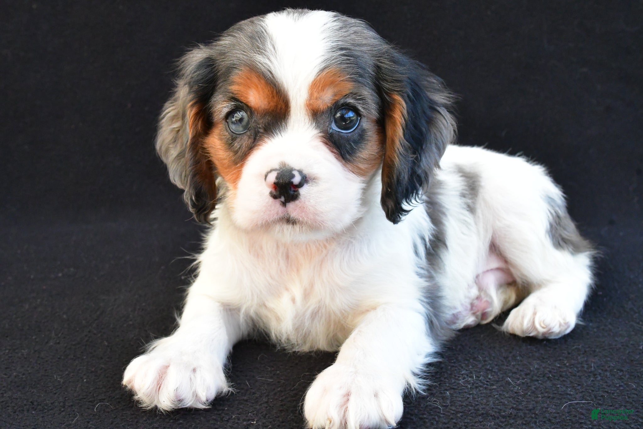 Mixed Breed dogs Austin - Ad 1