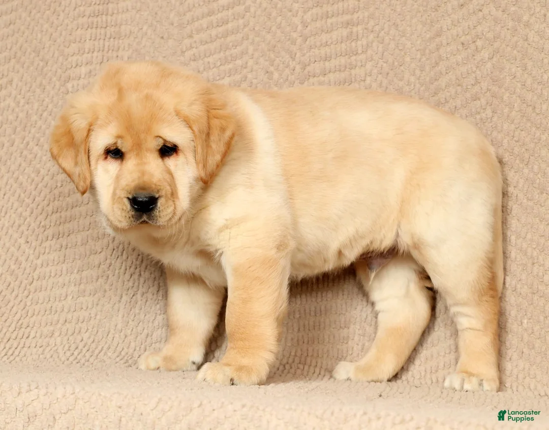 Labrador Retriever dogs for sale: Buster - Ad 2