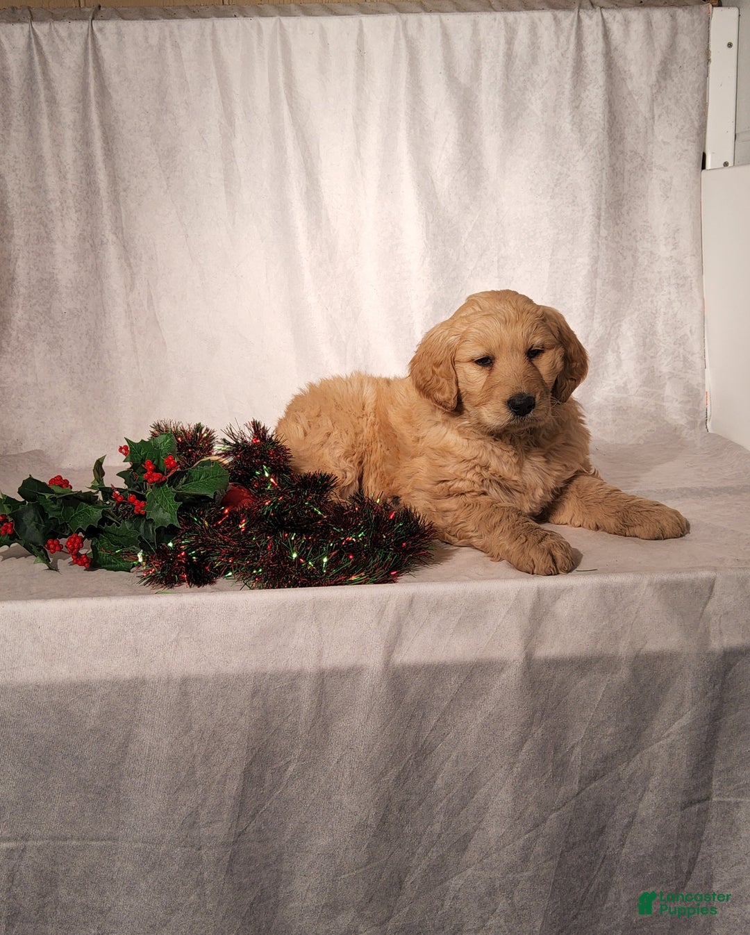 Goldendoodle dogs for sale: Becky - Ad 1
