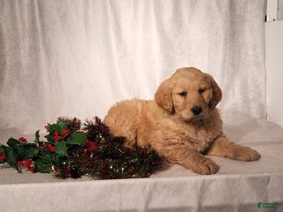 Goldendoodle dogs Becky - Ad 15