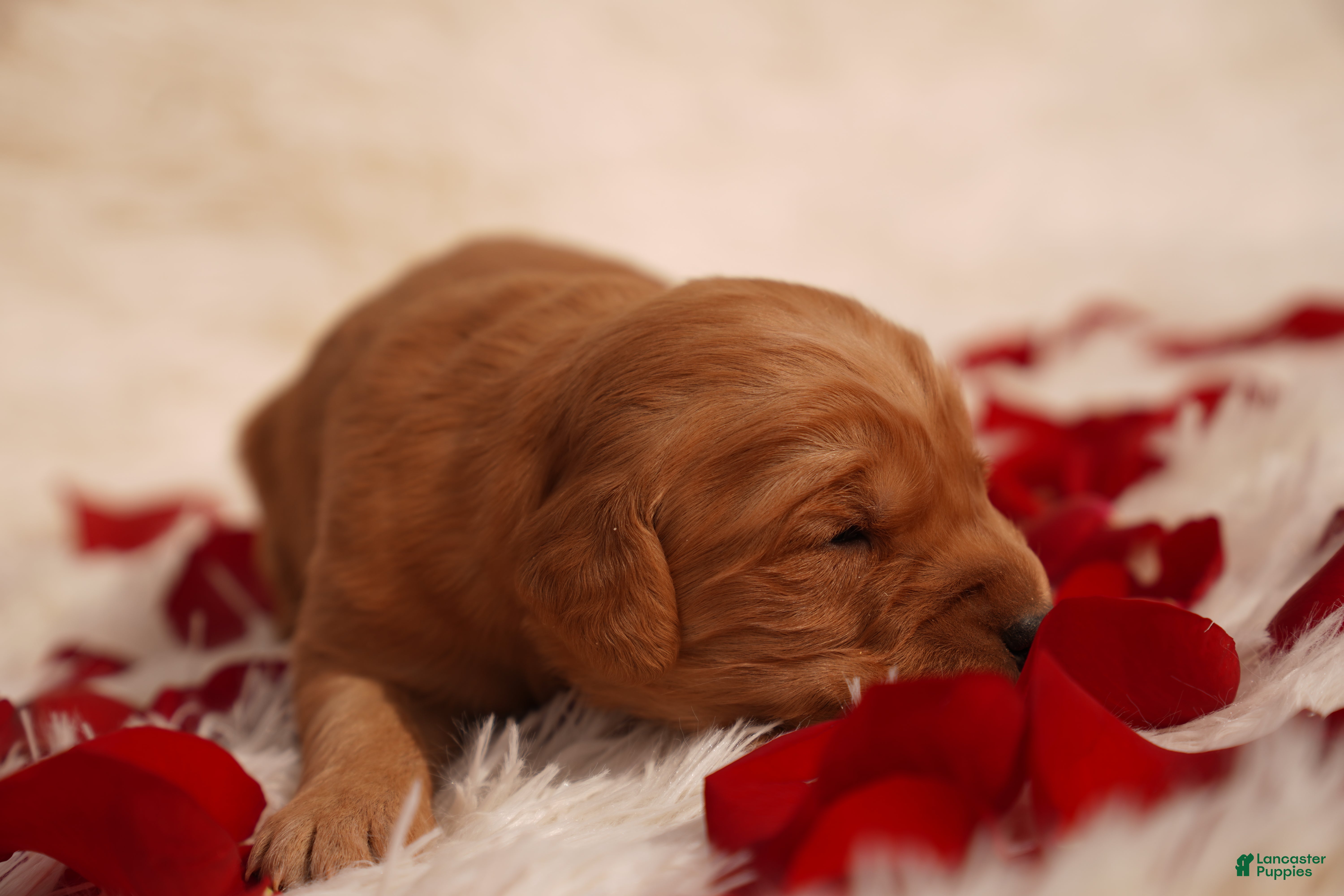 Golden Retriever dogs Roy - AKC, Genetically Clear - Ad 8