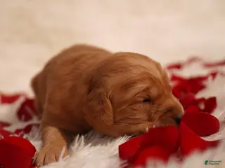 Golden Retriever dogs Roy - AKC, Genetically Clear - Ad 8