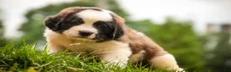 Saint Bernard dogs for sale: Willow - Ad 7