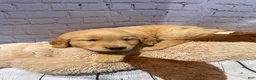 Golden Retriever dogs for sale: Goldy - Ad 4